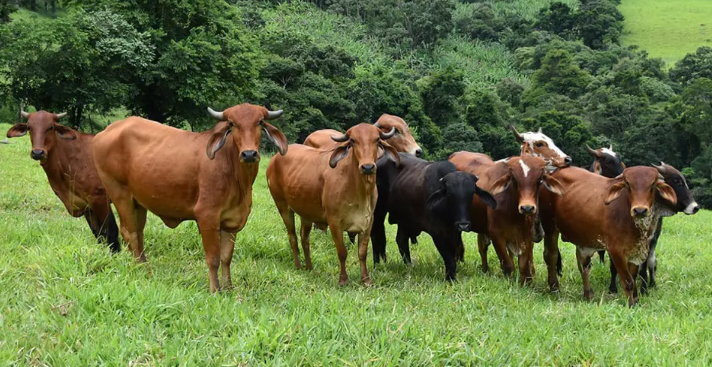 cattle ranch