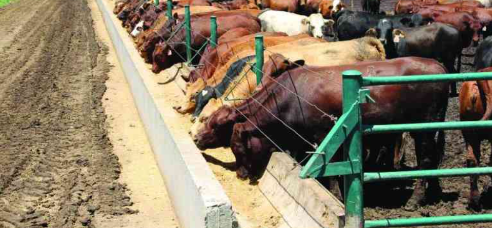 cattle2