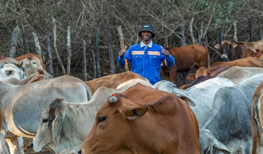 cattle3