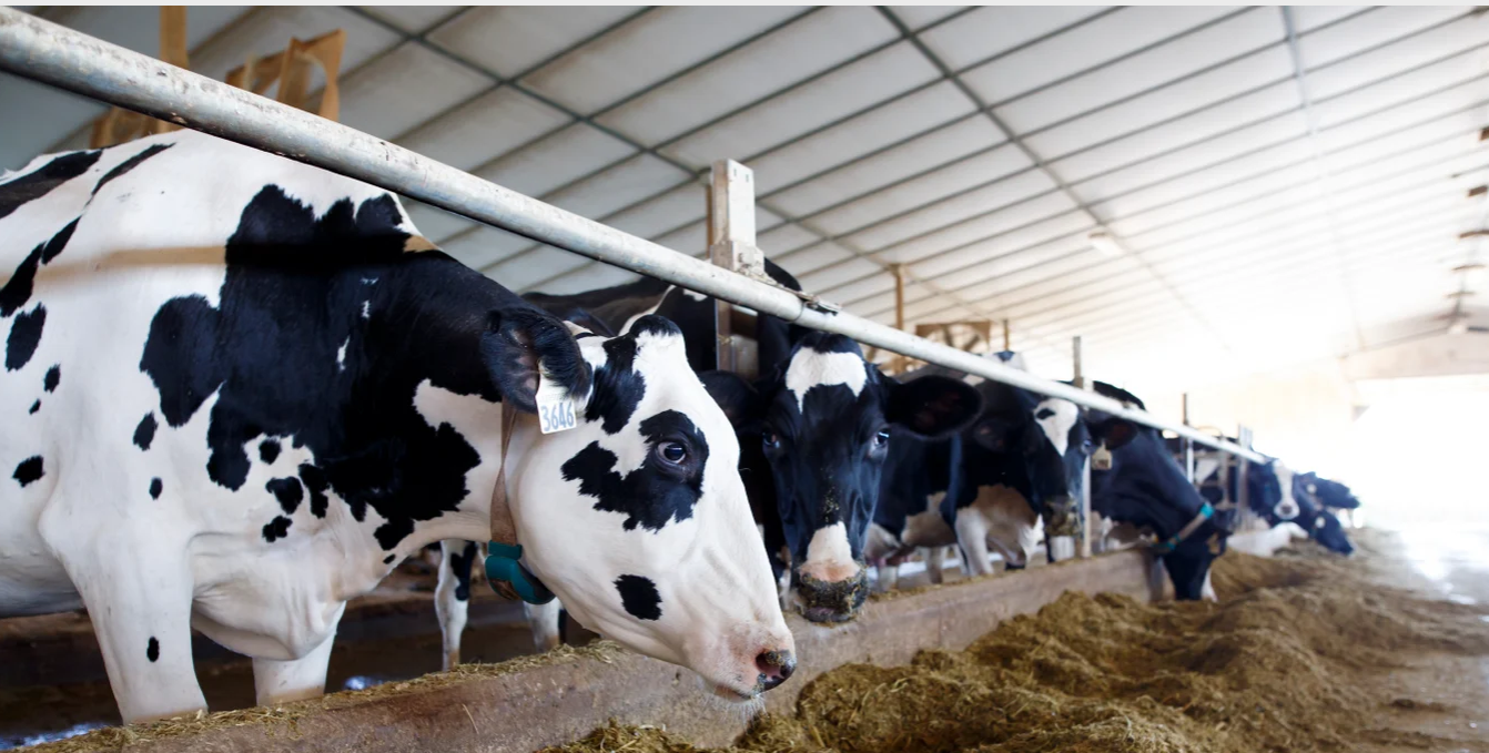 cattle4